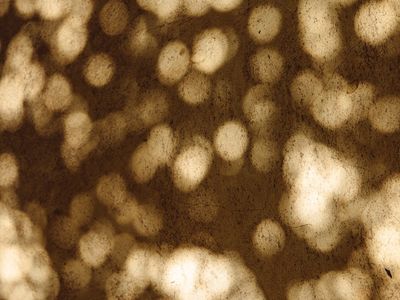 Soft focus on natural elements for visual rest